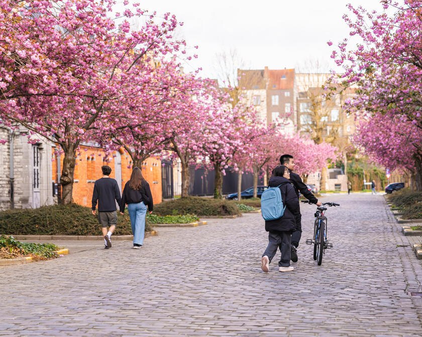Zwei Paare gehen eine Straße mit blühenden japanischen Kirschbäumen entlang