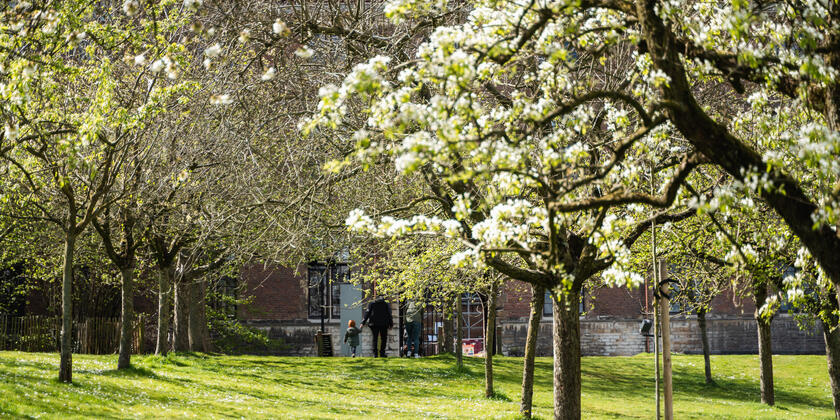 Garden of St Peter's Abbey with blossoms