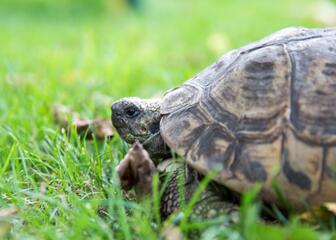 Ein Gast aus dem Süden, die Schildkröte Fifi, spaziert durch den grünen Stadtgarten